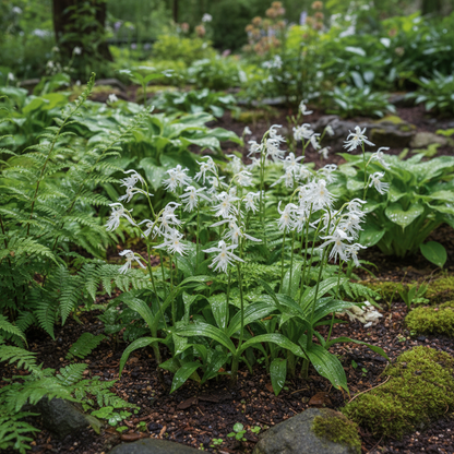 White Egret Orchid Seeds for Planting