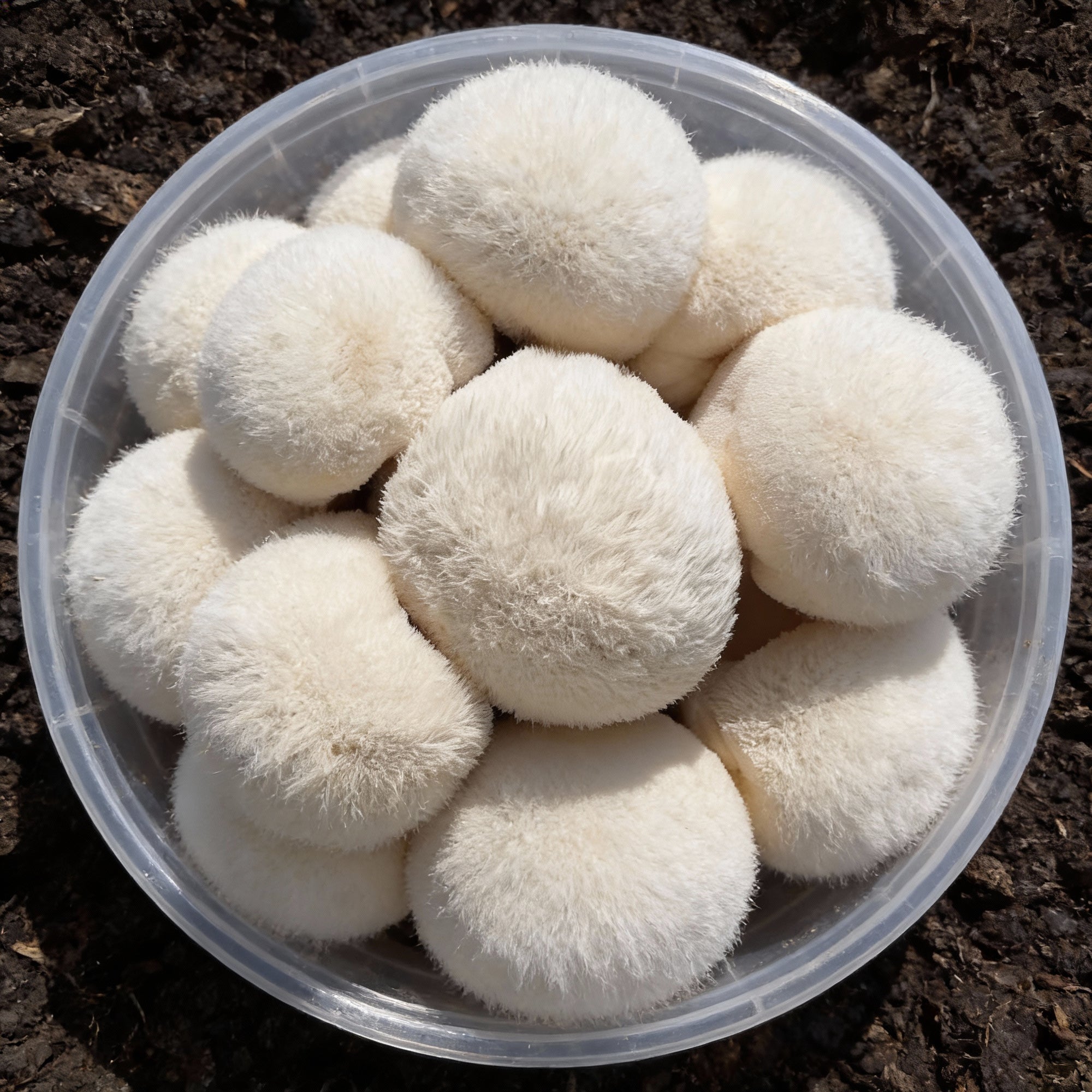 lions-mane-mushroom-seeds-for-planting-grow-kit-for-home-cultivation