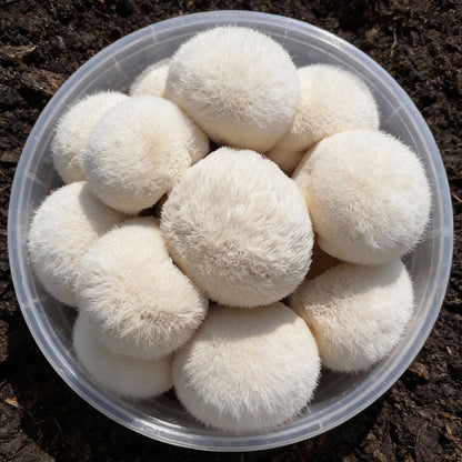 Lions Mane Mushroom Seeds for Planting – Grow Kit for Home Cultivation