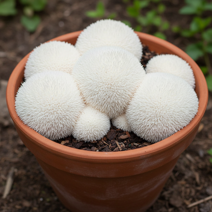 Lions Mane Mushroom Seeds for Planting – Grow Kit for Home Cultivation