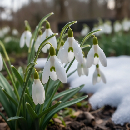 Galanthus Elwesii Flower Seeds - Snowdrop Flower Seeds for Garden