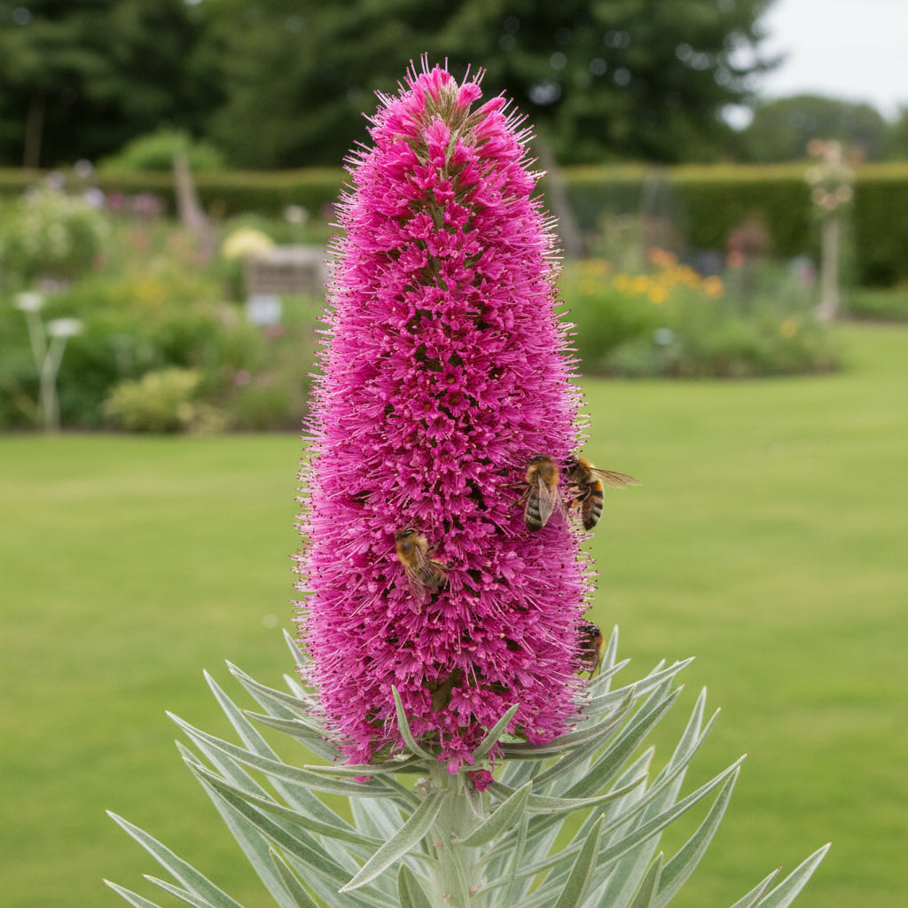 Echium Pink Poker Flower Seeds for Planting – Exotic Spiked Blooms for Ornamental Gardens