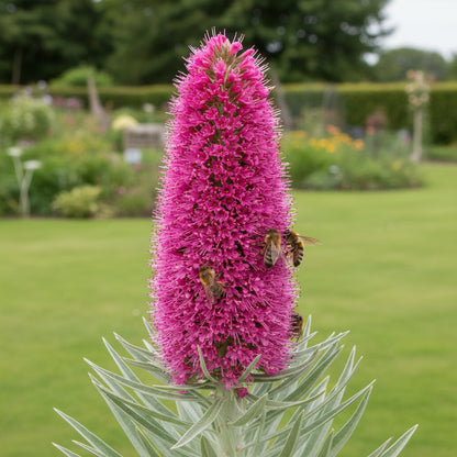 Echium Pink Poker Flower Seeds for Planting – Exotic Spiked Blooms for Ornamental Gardens