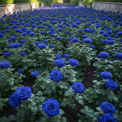 Blue Midnight Rose Seeds — Stunning Deep-Tone Roses for Garden Elegance