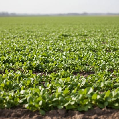 Corn Salad Verte De Cambrai Seeds for Planting