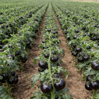 Tomato Peruvianum Seeds for Planting