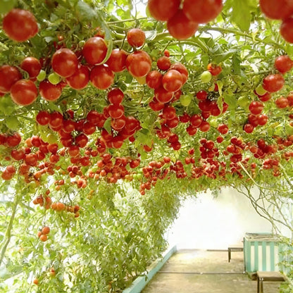 Giant Italian Seeds for Planting – Beautiful High Yield Garden Plants