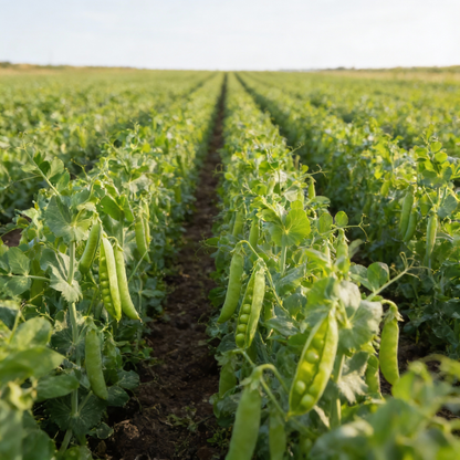 Lincoln Pea Seeds – Heirloom Organic Green Peas for Home Gardening