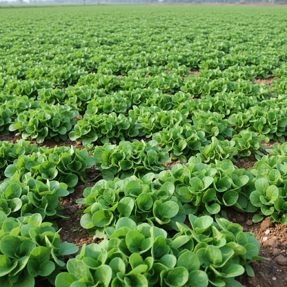 Lambs Lettuce Verte De Cambrai Seeds for Planting – Salad Green Seeds
