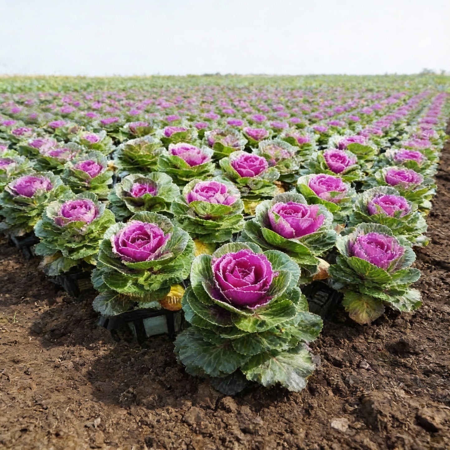 Ornamental Cabbage Seeds for Vibrant Gardens