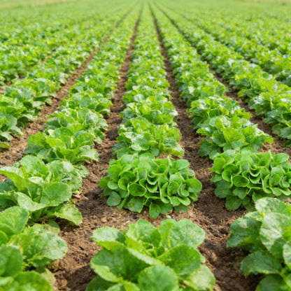 Lambs Lettuce Verte De Cambrai Seeds for Planting – Salad Green Seeds