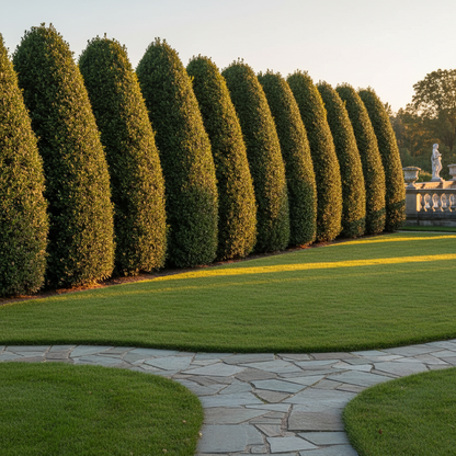 Green Mountain Boxwood Seeds for Planting – Upright Evergreen Shrub for Stylish Hedges