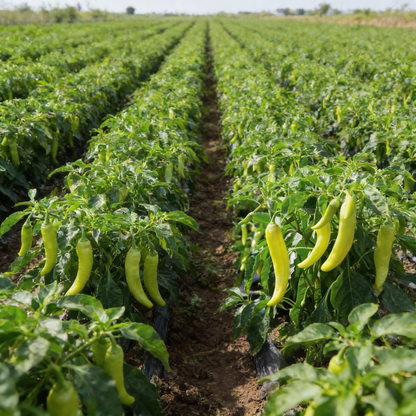 All Season Hybrid Sweet Banana Pepper Seeds for Planting