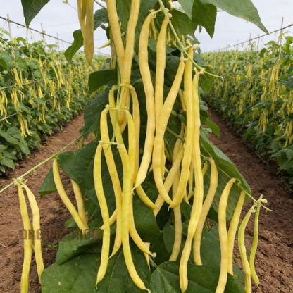 Dwarf French Bean Dior Vegetable Seeds for Planting