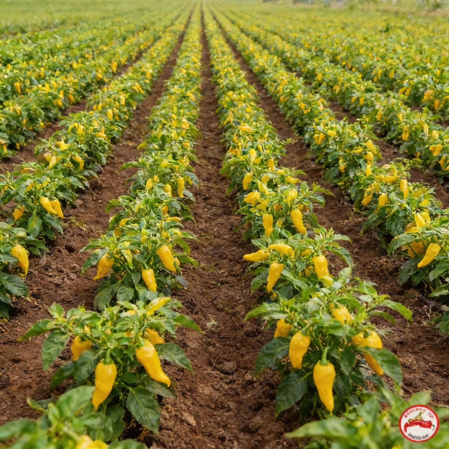 Fatalii Pepper Seeds – Extremely Hot Yellow Chili for Home & Garden