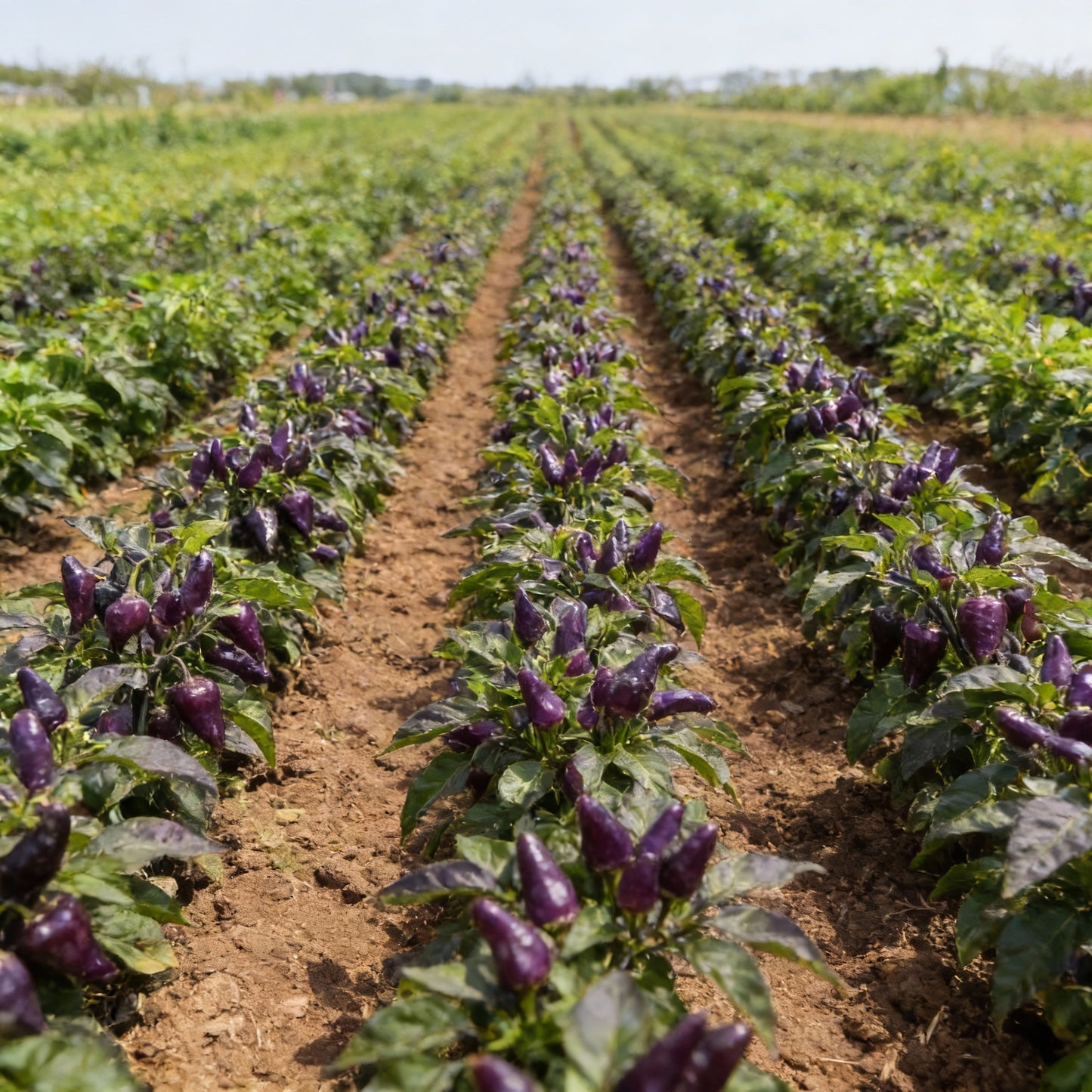 Pepper Pink Biquinho Seeds