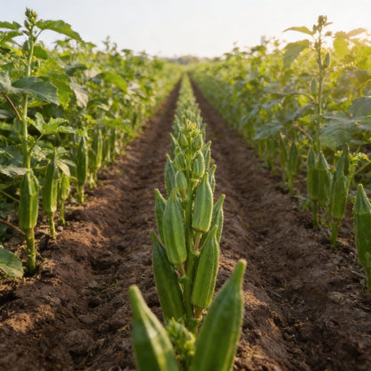Star of David Okra Seeds