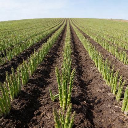 Organic India Seeds - Green Asparagus Vegetable Seeds - Asparagus Seeds for Home Garden