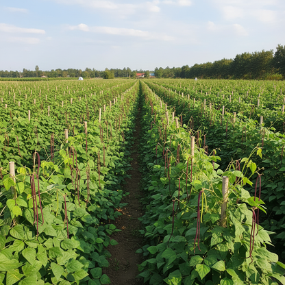 Cowpea (Lobia) Red Seeds – Premium Quality Vegetable Seeds for Home Gardening