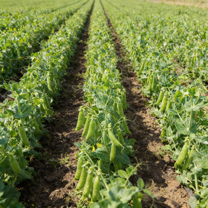 Sugar Snap Pea Seeds for Planting Ideal for Vegetable Gardening and Home Gardens