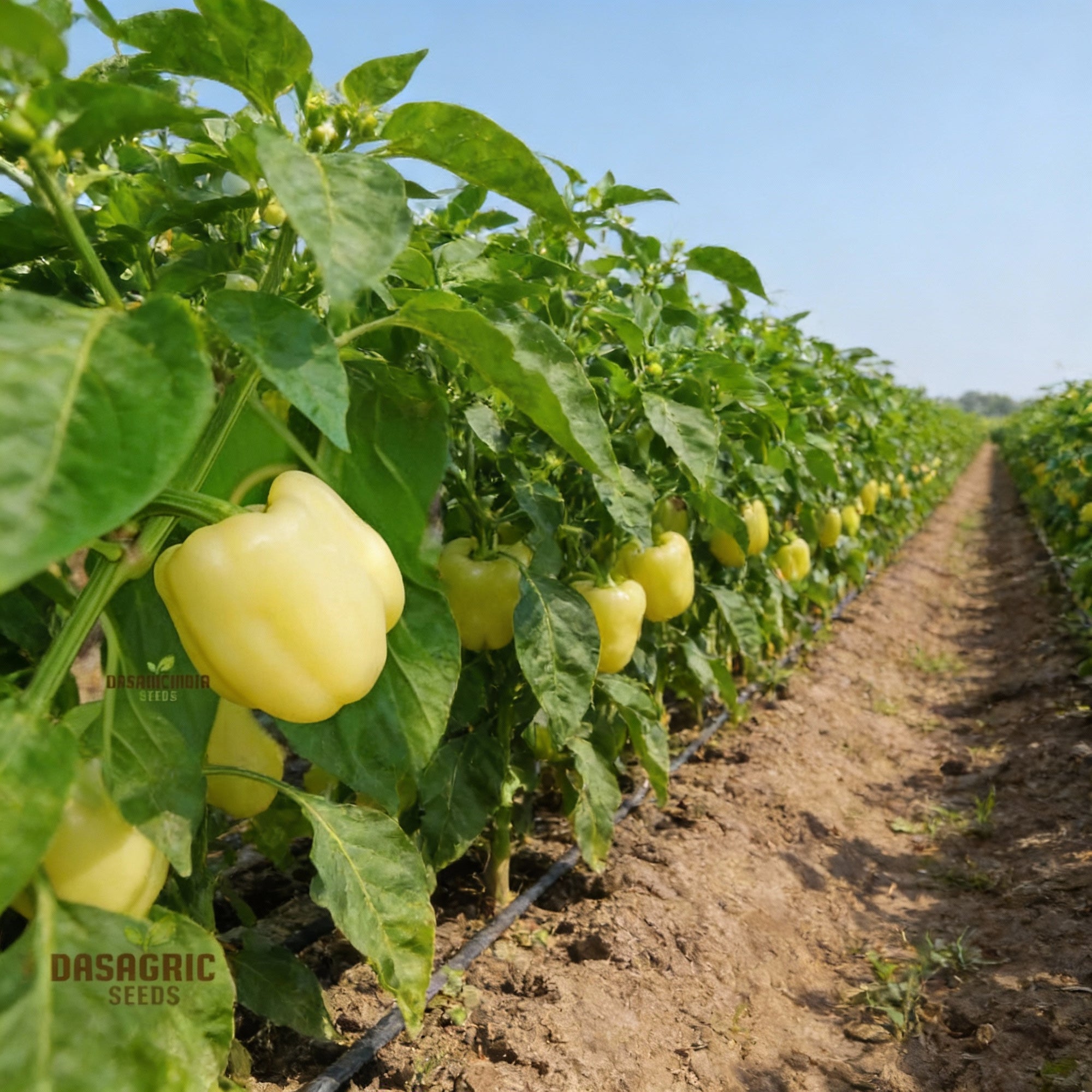 capsicum-white-bell-pepper-ivory-white-vegetable-seeds