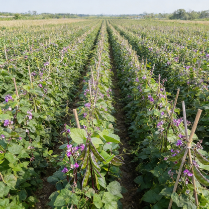 Hyacinth Bean Seeds – Lablab purpureus