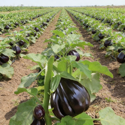 Organic Black Beauty Brinjal Eggplant Seeds for Planting