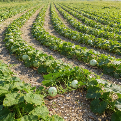 Crown Prince Squash Seeds – Sweet, Nutty Winter Squash for Home Gardens