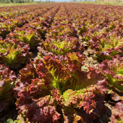 Lollo Rosso Lettuce Seeds - Heirloom Lettuce Seeds for Home Garden
