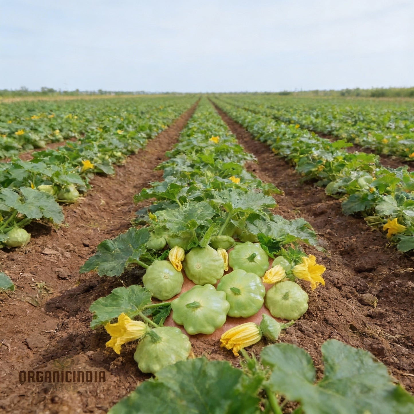 Summer Squash Seeds – Scallop Blend Premium Gardening Seeds
