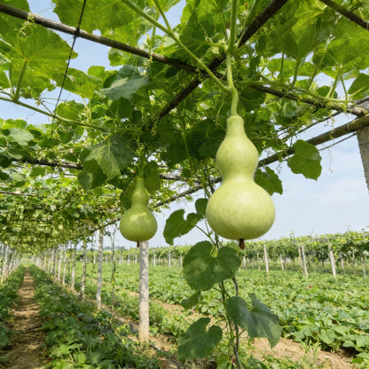 Bottle Gourd Desi Spinning Top Seeds - Heirloom Bottle Gourd Seeds for Home Garden