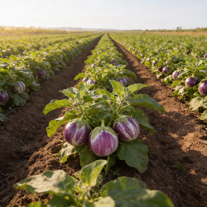 Eggplant Seeds Rosa Bianca