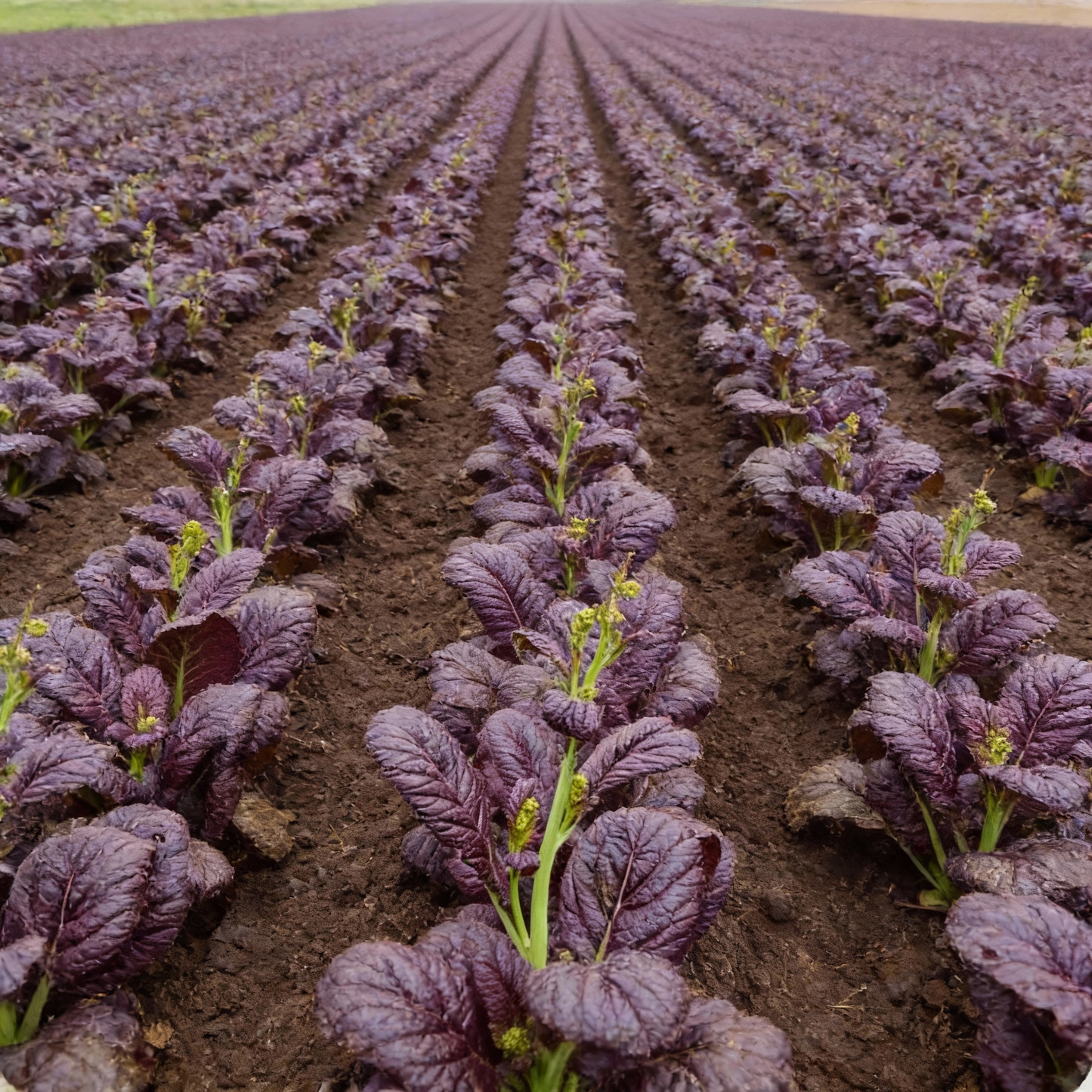 Osaka Purple Mustard Seeds