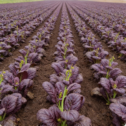 Osaka Purple Mustard Seeds