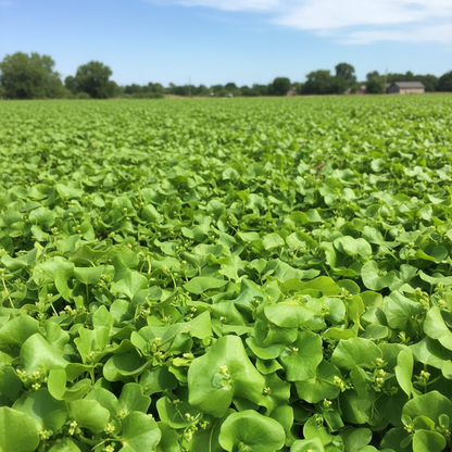 Miner’s Lettuce Vegetable Seeds – Grow Nutritious Greens for Your Garden