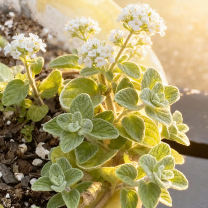 Wild Zaatar Oregano Seeds for Planting - Origanum syriacum