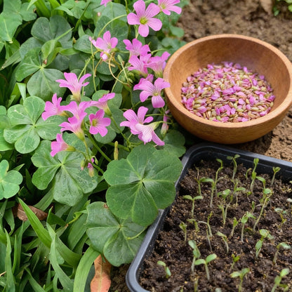 Pink Wood Sorrel Seeds for Planting