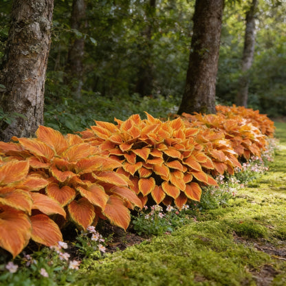 Orange Hosta Seeds for Planting - Shade Garden Perennial