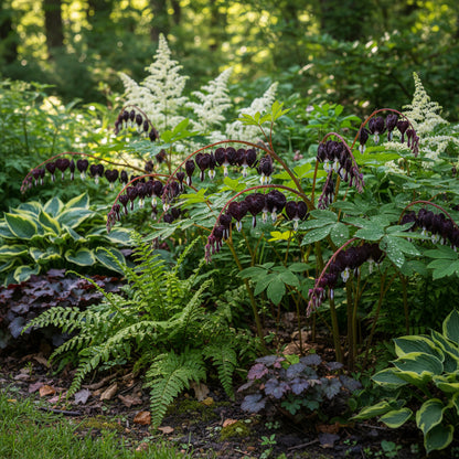 Black Bleeding Heart Flower Seeds for Planting – Perennial Shade Blooms