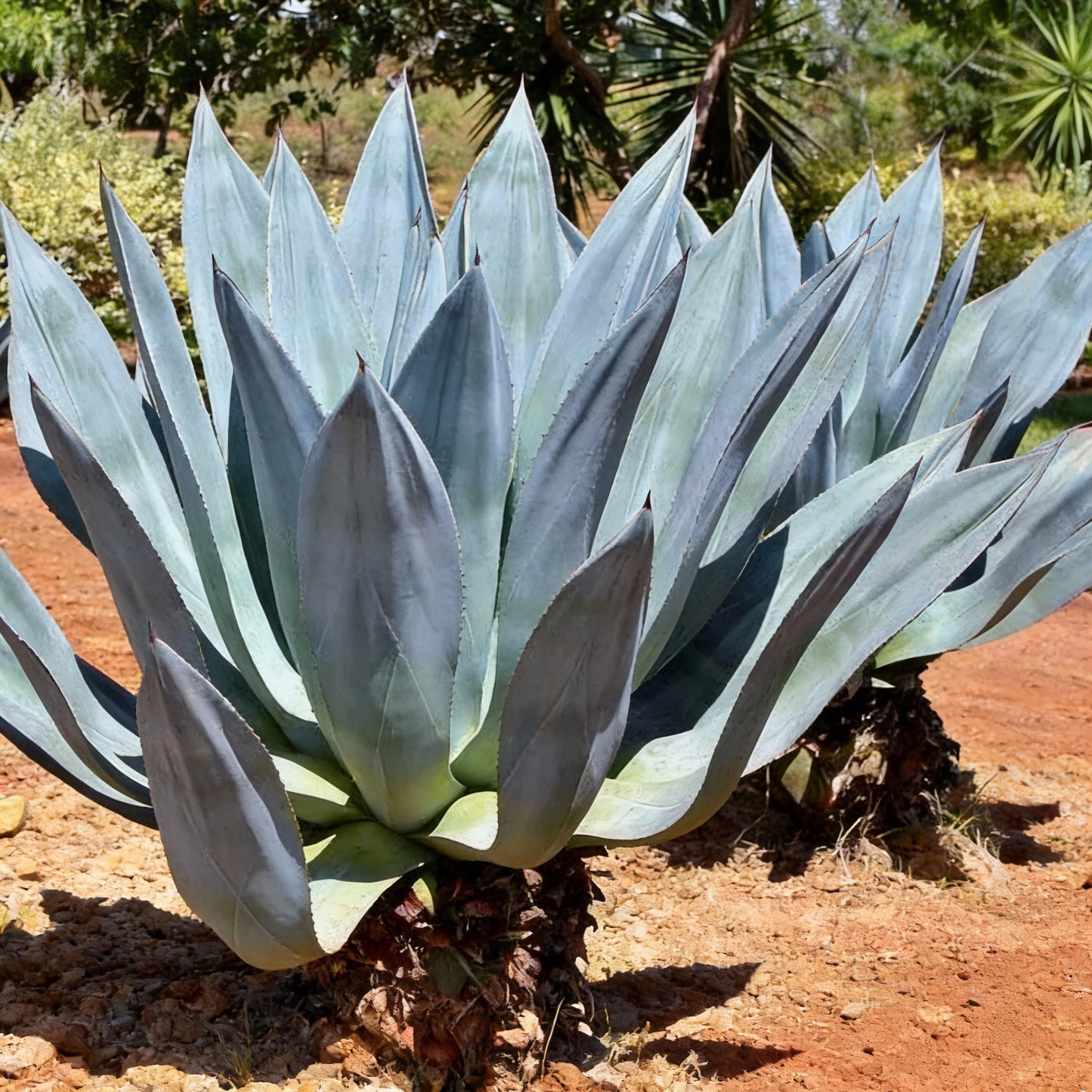 Agave Americana Toliman Blue Seeds for Planting – Hardy Blue Agave Ornamental Plant