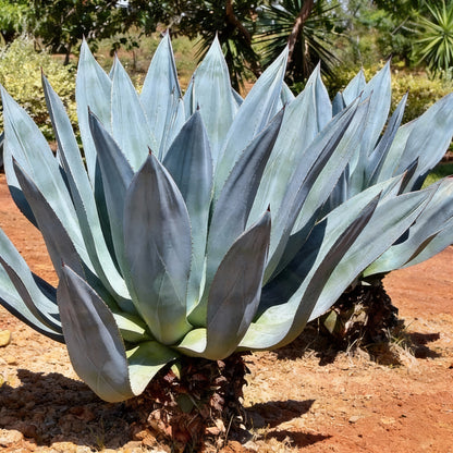 Agave Americana Toliman Blue Seeds for Planting – Hardy Blue Agave Ornamental Plant