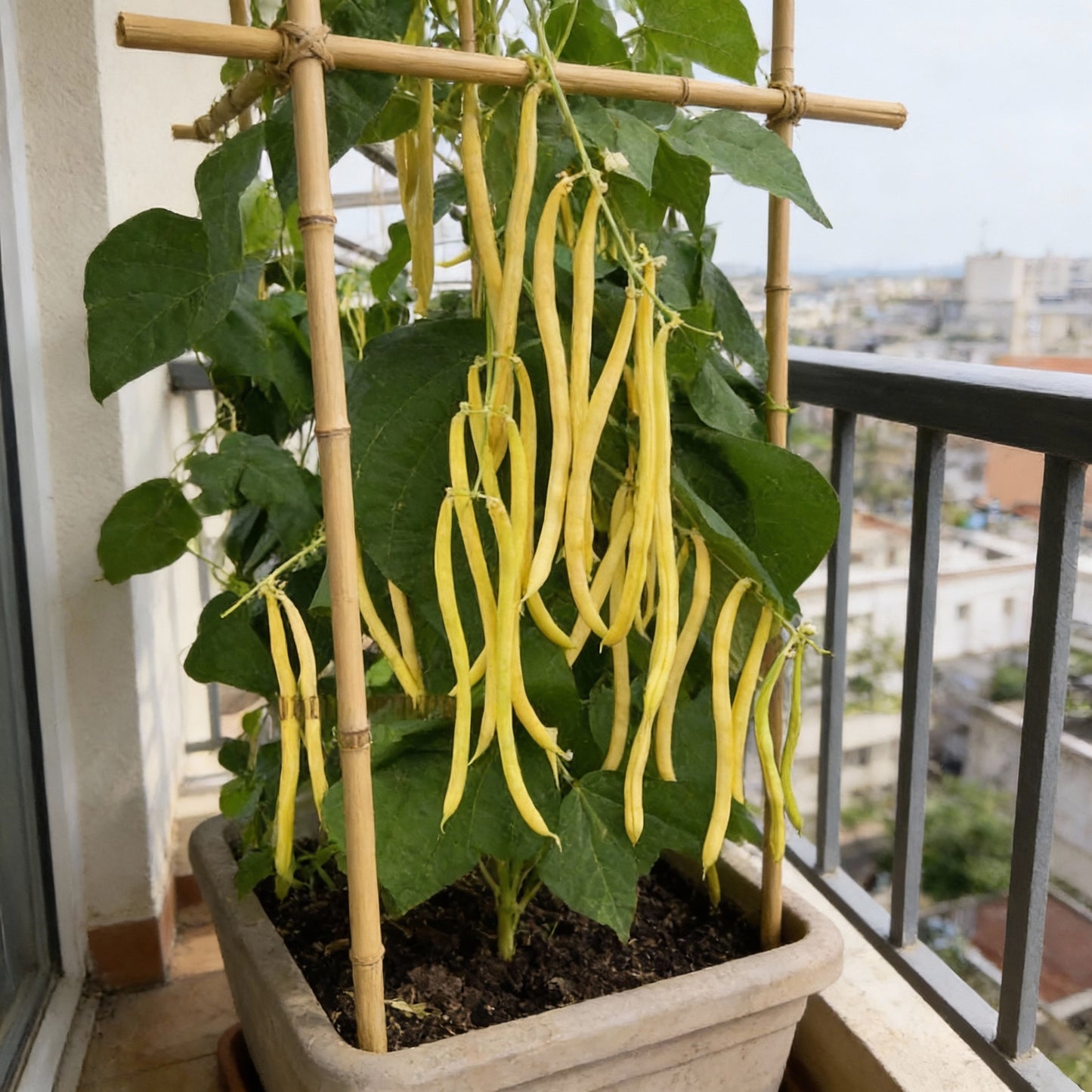 Dwarf French Bean Dior Vegetable Seeds for Planting