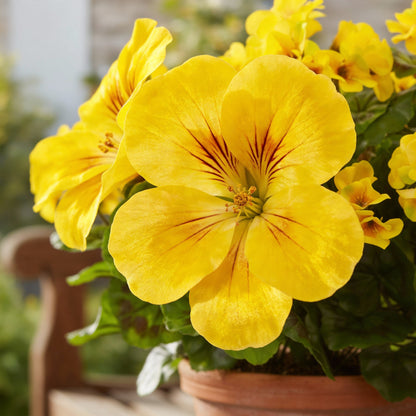 Yellow Geranium Flower Seeds – Rare Golden Blooms