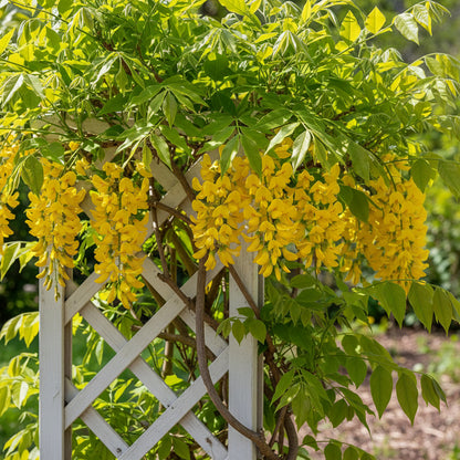Yellow Wisteria Seeds – Wisteria sinensis for Planting