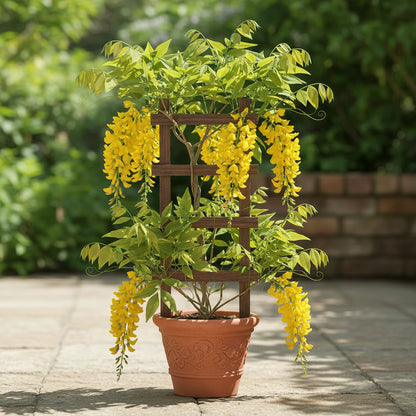 Yellow Wisteria Seeds – Wisteria sinensis for Planting