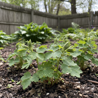 Aquilegia Glandulosa Seeds for Garden Planting