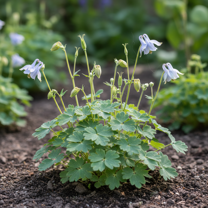 Aquilegia Olympica Seeds for Garden Planting