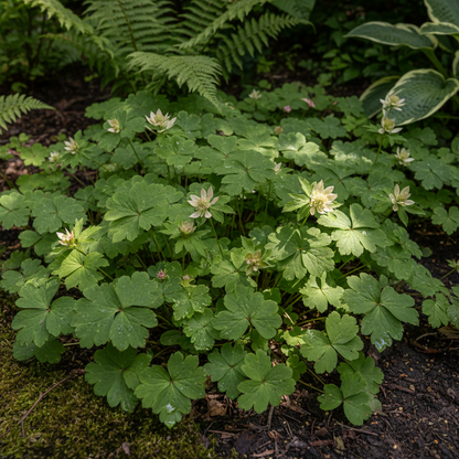 Astrantia Major Seeds - Astrantia Flower Seeds for Garden