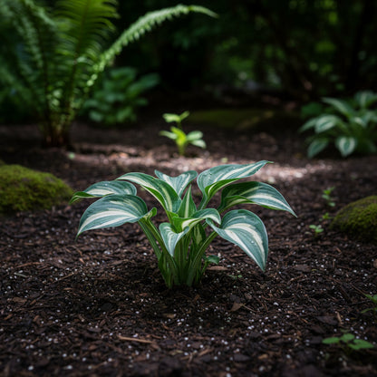 Blue Hosta Seeds for Planting – Premium Hosta Seeds for Outdoor Garden Planting