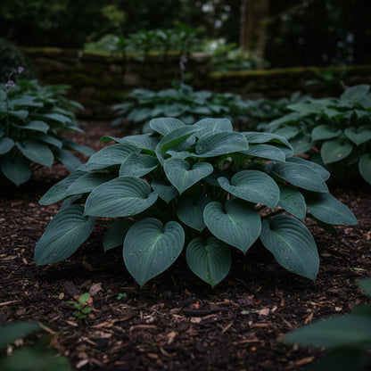 Blue Hosta Seeds for Planting – Premium Hosta Seeds for Outdoor Garden Planting